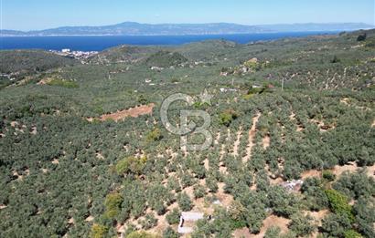 TİRİLYEDE PANORAMİK DENİZ MANZARALI, RESMİ YAPILI ZEYTİNLİK
