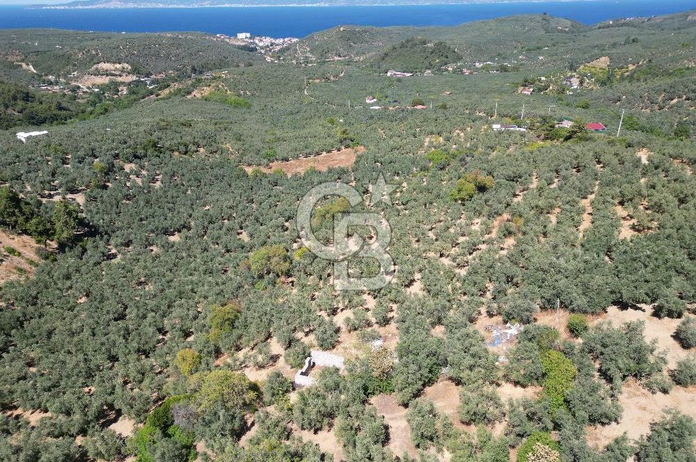 TİRİLYEDE PANORAMİK DENİZ MANZARALI, RESMİ YAPILI ZEYTİNLİK