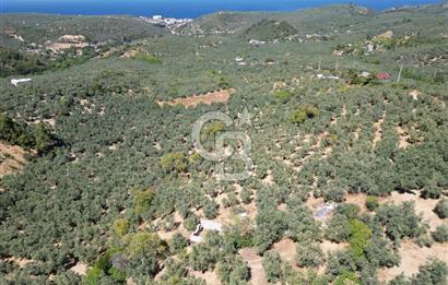 TİRİLYEDE PANORAMİK DENİZ MANZARALI, RESMİ YAPILI ZEYTİNLİK