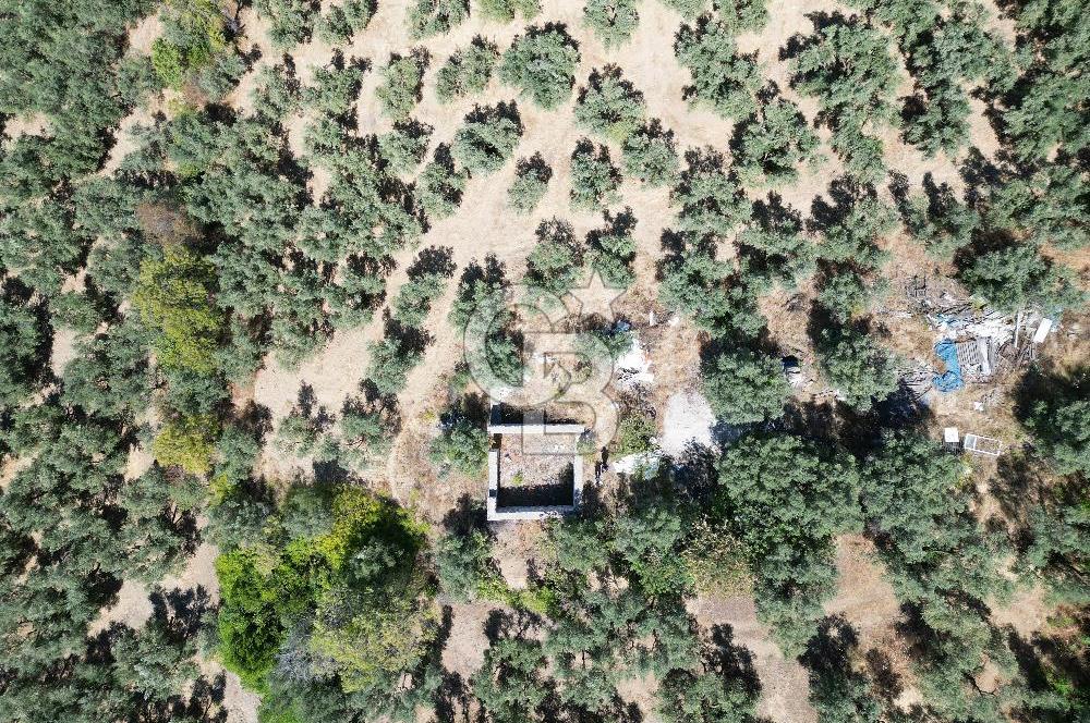 TİRİLYEDE PANORAMİK DENİZ MANZARALI, RESMİ YAPILI ZEYTİNLİK