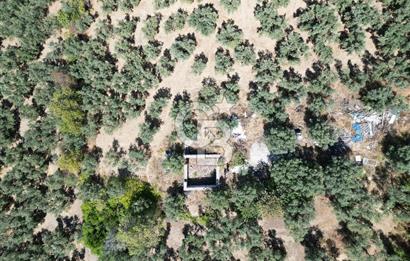 TİRİLYEDE PANORAMİK DENİZ MANZARALI, RESMİ YAPILI ZEYTİNLİK