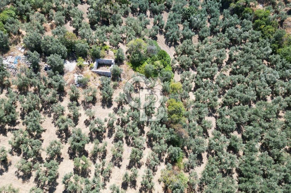 TİRİLYEDE PANORAMİK DENİZ MANZARALI, RESMİ YAPILI ZEYTİNLİK