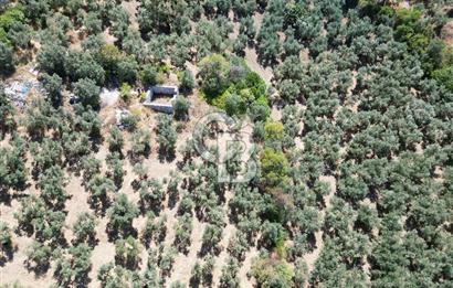 TİRİLYEDE PANORAMİK DENİZ MANZARALI, RESMİ YAPILI ZEYTİNLİK