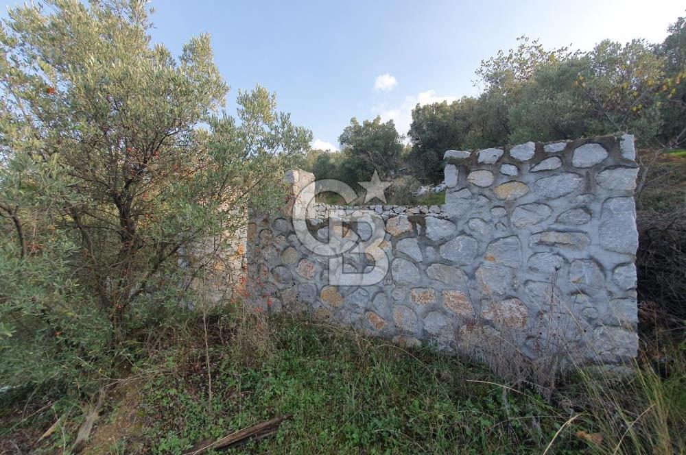 TİRİLYEDE PANORAMİK DENİZ MANZARALI, RESMİ YAPILI ZEYTİNLİK