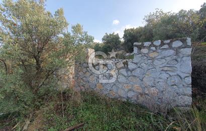 TİRİLYEDE PANORAMİK DENİZ MANZARALI, RESMİ YAPILI ZEYTİNLİK