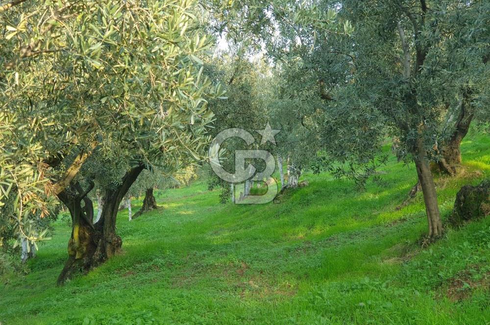 TİRİLYEDE PANORAMİK DENİZ MANZARALI, RESMİ YAPILI ZEYTİNLİK