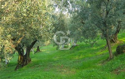 TİRİLYEDE PANORAMİK DENİZ MANZARALI, RESMİ YAPILI ZEYTİNLİK