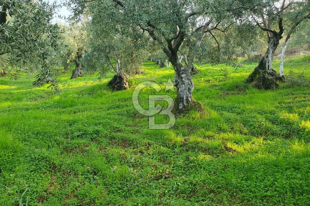 TİRİLYEDE PANORAMİK DENİZ MANZARALI, RESMİ YAPILI ZEYTİNLİK