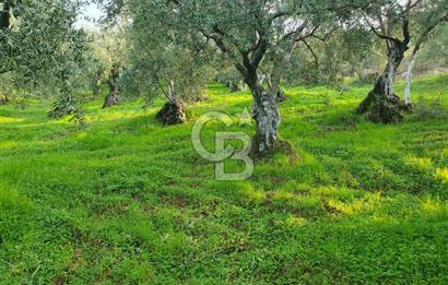 TİRİLYEDE PANORAMİK DENİZ MANZARALI, RESMİ YAPILI ZEYTİNLİK