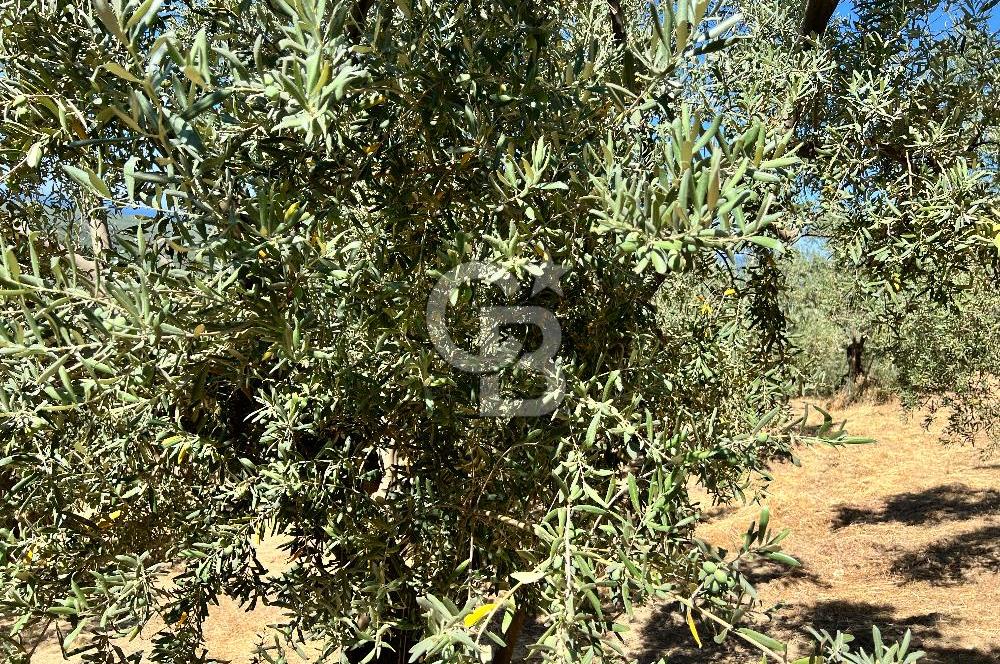 TİRİLYEDE PANORAMİK DENİZ MANZARALI, RESMİ YAPILI ZEYTİNLİK