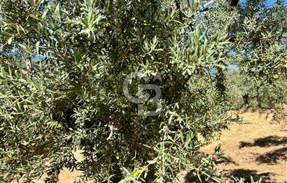TİRİLYEDE PANORAMİK DENİZ MANZARALI, RESMİ YAPILI ZEYTİNLİK