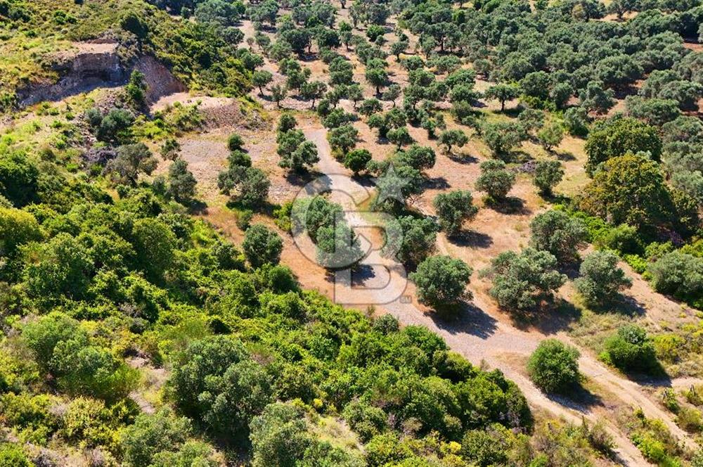 Karaköy'de Yatırımlık 5.133 m2 Tarla