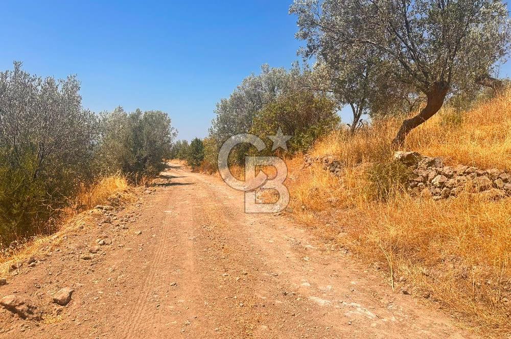 BURHANİYE KUYUCAK DA YOLU OLAN FIRSAT ZEYTİNLİK