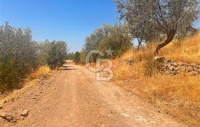 BURHANİYE KUYUCAK DA YOLU OLAN FIRSAT ZEYTİNLİK