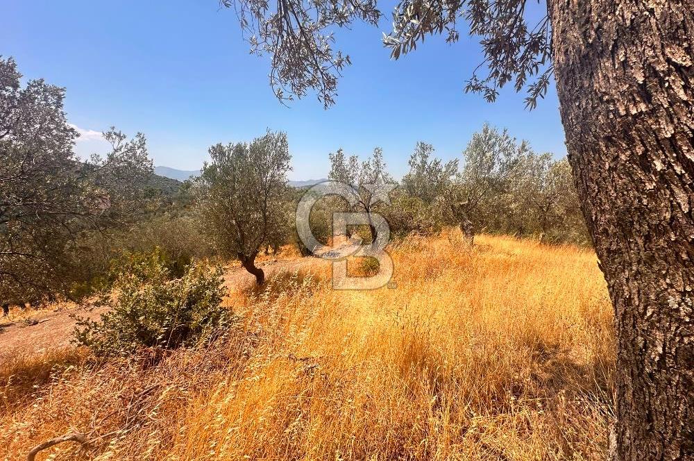 BURHANİYE KUYUCAK DA YOLU OLAN FIRSAT ZEYTİNLİK