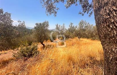 BURHANİYE KUYUCAK DA YOLU OLAN FIRSAT ZEYTİNLİK