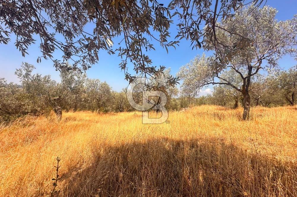 BURHANİYE KUYUCAK DA YOLU OLAN FIRSAT ZEYTİNLİK