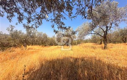 BURHANİYE KUYUCAK DA YOLU OLAN FIRSAT ZEYTİNLİK
