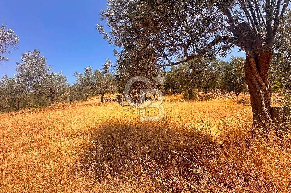 BURHANİYE KUYUCAK DA YOLU OLAN FIRSAT ZEYTİNLİK