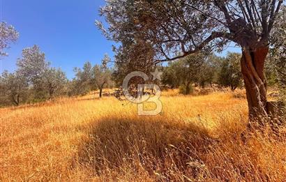 BURHANİYE KUYUCAK DA YOLU OLAN FIRSAT ZEYTİNLİK