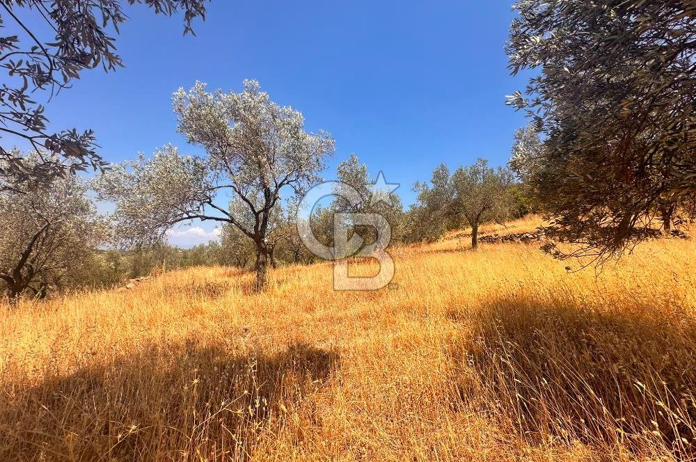 BURHANİYE KUYUCAK DA YOLU OLAN FIRSAT ZEYTİNLİK
