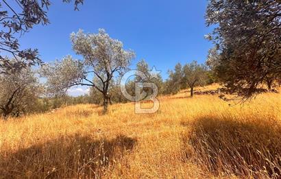 BURHANİYE KUYUCAK DA YOLU OLAN FIRSAT ZEYTİNLİK