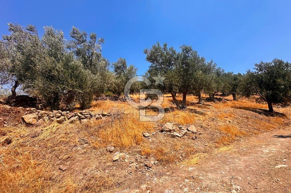 BURHANİYE KUYUCAK DA YOLU OLAN FIRSAT ZEYTİNLİK