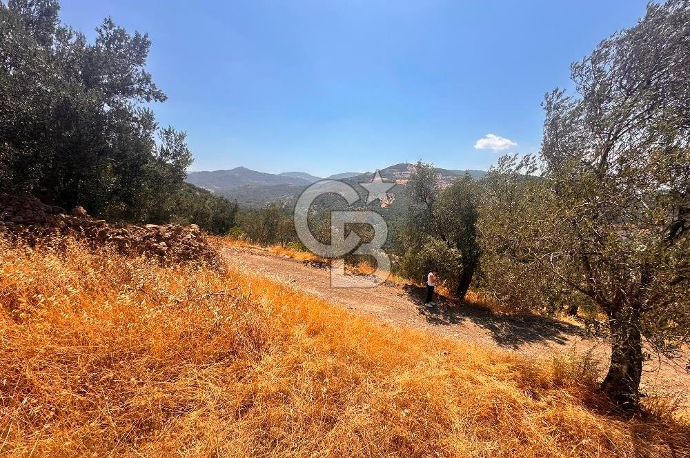 BURHANİYE KUYUCAK DA YOLU OLAN FIRSAT ZEYTİNLİK