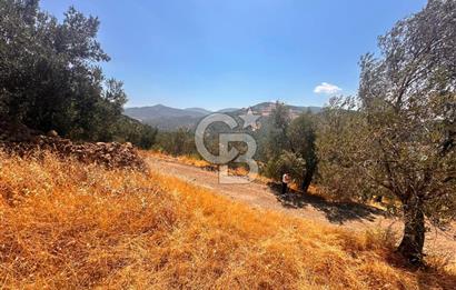BURHANİYE KUYUCAK DA YOLU OLAN FIRSAT ZEYTİNLİK
