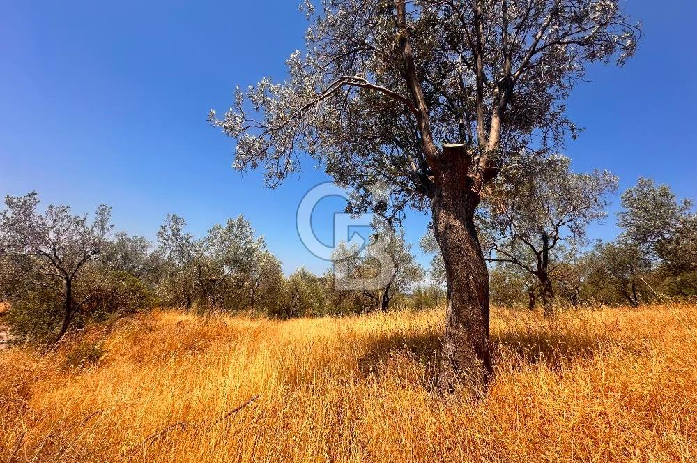 BURHANİYE KUYUCAK DA YOLU OLAN FIRSAT ZEYTİNLİK