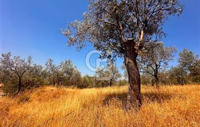 BURHANİYE KUYUCAK DA YOLU OLAN FIRSAT ZEYTİNLİK