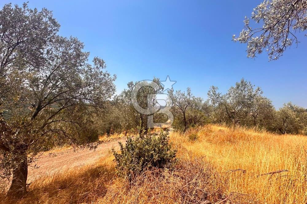 BURHANİYE KUYUCAK DA YOLU OLAN FIRSAT ZEYTİNLİK