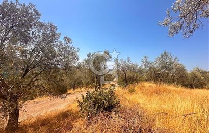 BURHANİYE KUYUCAK DA YOLU OLAN FIRSAT ZEYTİNLİK