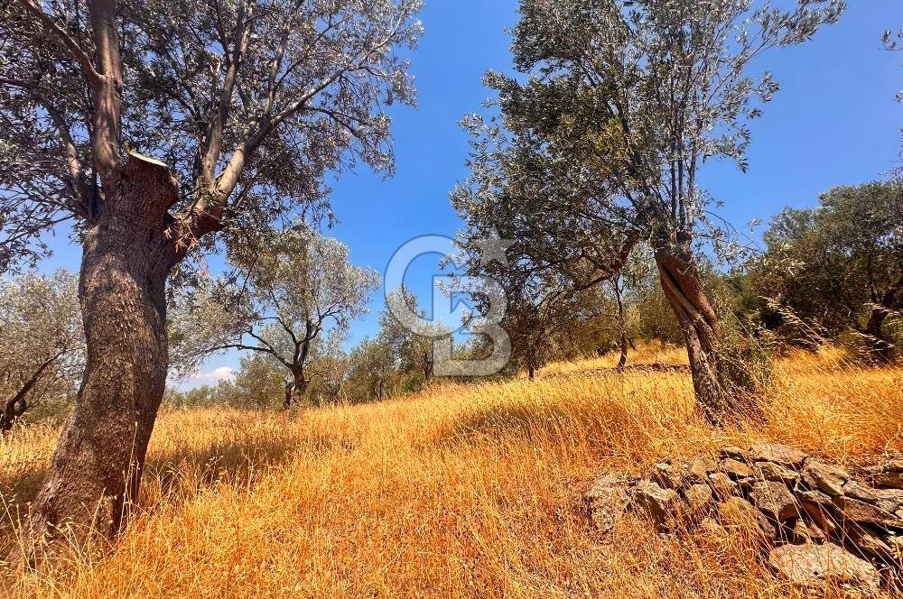 BURHANİYE KUYUCAK DA YOLU OLAN FIRSAT ZEYTİNLİK