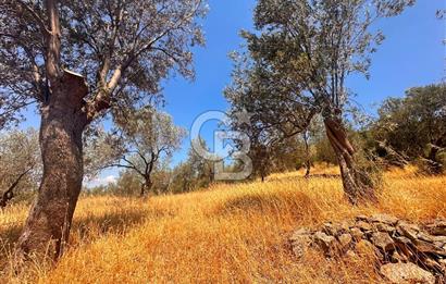 BURHANİYE KUYUCAK DA YOLU OLAN FIRSAT ZEYTİNLİK