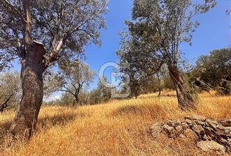 BURHANİYE KUYUCAK DA YOLU OLAN FIRSAT ZEYTİNLİK - 1 - 364908