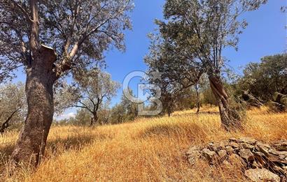 BURHANİYE KUYUCAK DA YOLU OLAN FIRSAT ZEYTİNLİK