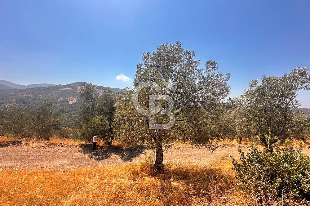 BURHANİYE KUYUCAK DA YOLU OLAN FIRSAT ZEYTİNLİK