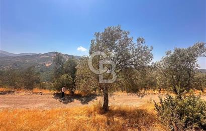 BURHANİYE KUYUCAK DA YOLU OLAN FIRSAT ZEYTİNLİK