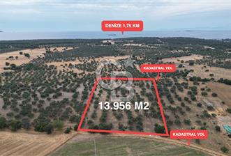 EZİNE KUMBURUN KÖYÜNDE ACİL SATILIK FIRSAT 13.956 M2 ZEYTİNLİK!! - 1 - 365955