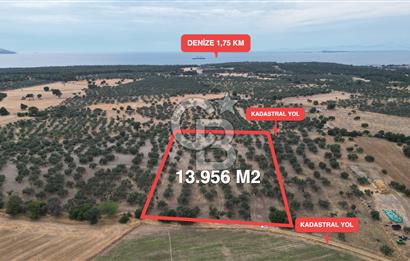 EZİNE KUMBURUN KÖYÜNDE ACİL SATILIK FIRSAT 13.956 M2 ZEYTİNLİK!!