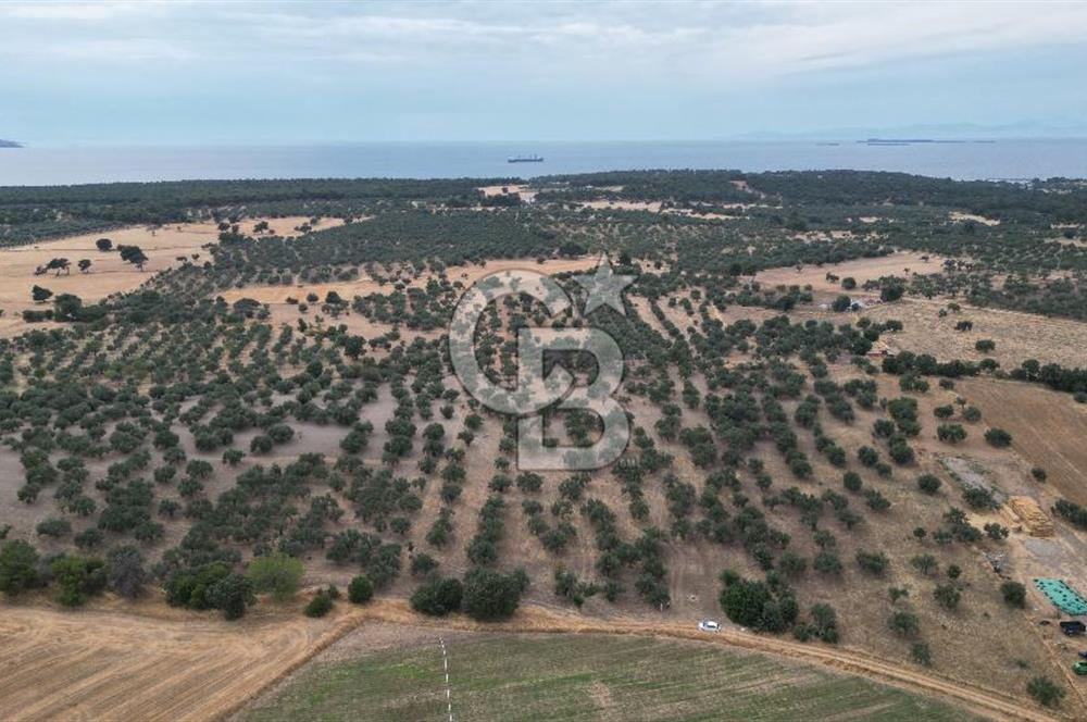 EZİNE KUMBURUN KÖYÜNDE ACİL SATILIK FIRSAT 13.956 M2 ZEYTİNLİK!!