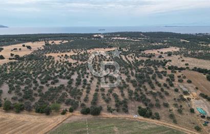 EZİNE KUMBURUN KÖYÜNDE ACİL SATILIK FIRSAT 13.956 M2 ZEYTİNLİK!!