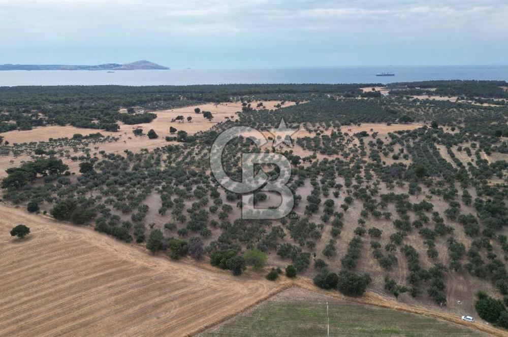 EZİNE KUMBURUN KÖYÜNDE ACİL SATILIK FIRSAT 13.956 M2 ZEYTİNLİK!!