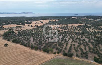 EZİNE KUMBURUN KÖYÜNDE ACİL SATILIK FIRSAT 13.956 M2 ZEYTİNLİK!!