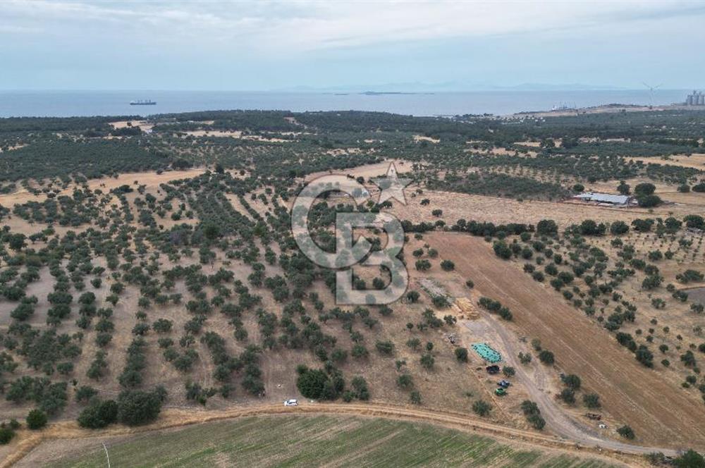 EZİNE KUMBURUN KÖYÜNDE ACİL SATILIK FIRSAT 13.956 M2 ZEYTİNLİK!!