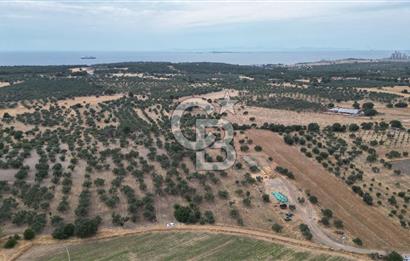 EZİNE KUMBURUN KÖYÜNDE ACİL SATILIK FIRSAT 13.956 M2 ZEYTİNLİK!!