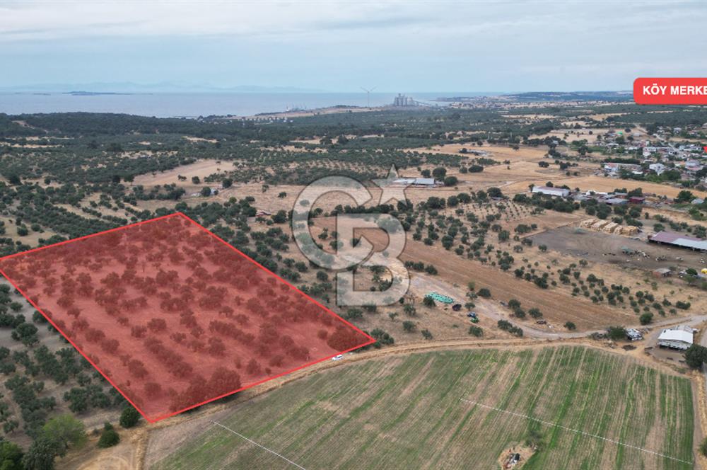 EZİNE KUMBURUN KÖYÜNDE ACİL SATILIK FIRSAT 13.956 M2 ZEYTİNLİK!!