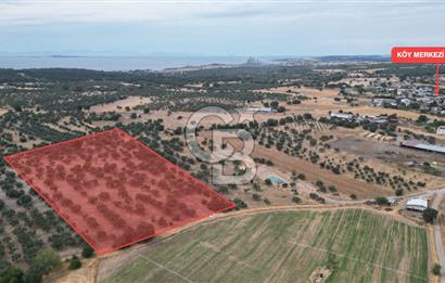 EZİNE KUMBURUN KÖYÜNDE ACİL SATILIK FIRSAT 13.956 M2 ZEYTİNLİK!!