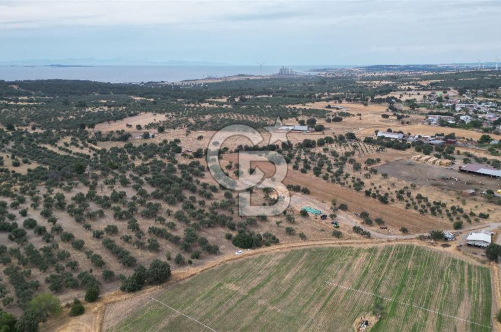 EZİNE KUMBURUN KÖYÜNDE ACİL SATILIK FIRSAT 13.956 M2 ZEYTİNLİK!!